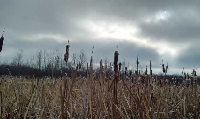 cattails