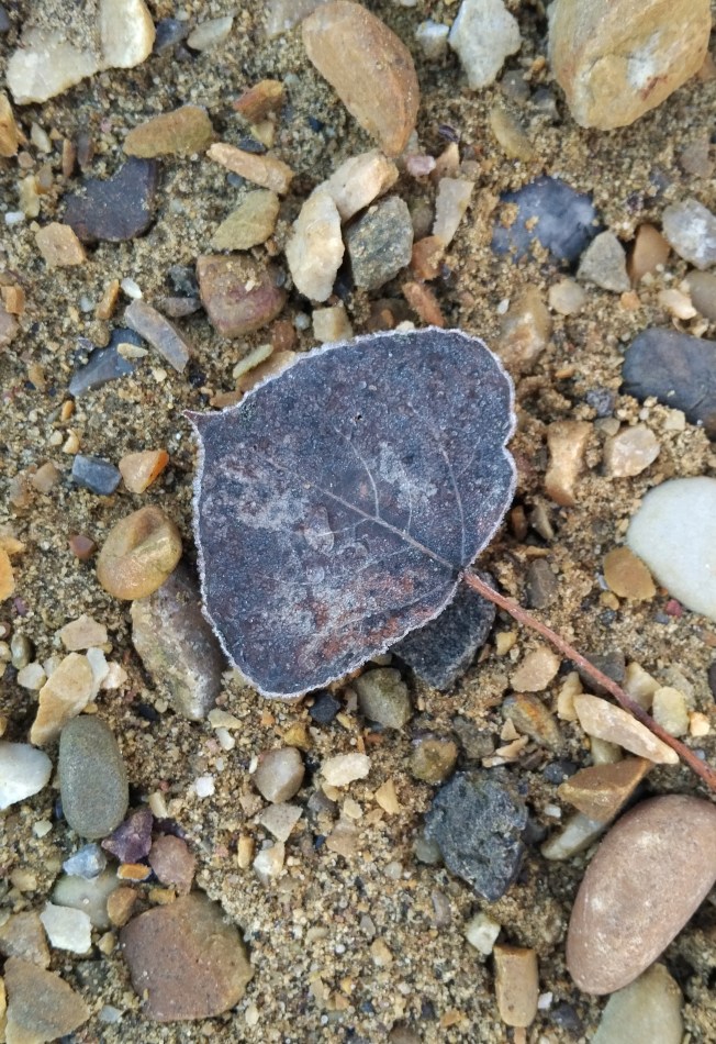 Frosted Leaf